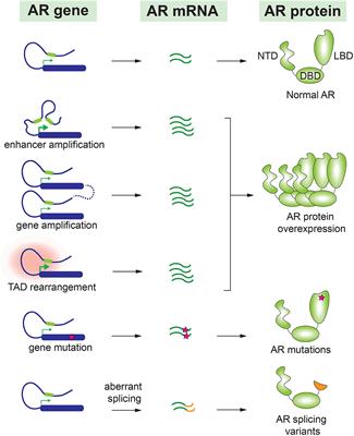 Androgen receptor signaling and spatial chromatin organization in castration-resistant prostate cancer